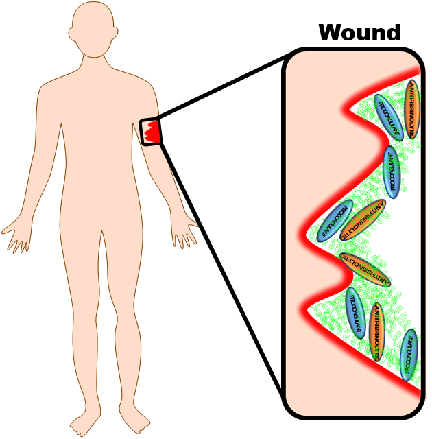 Immune Synapse Formation