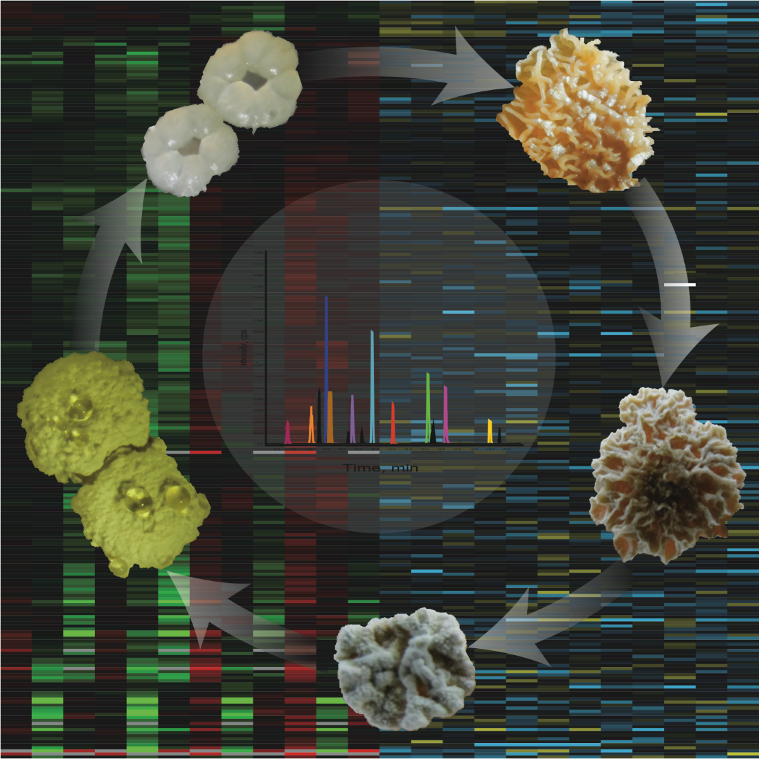 Systems biologydriven discovery and enhanced production of natural