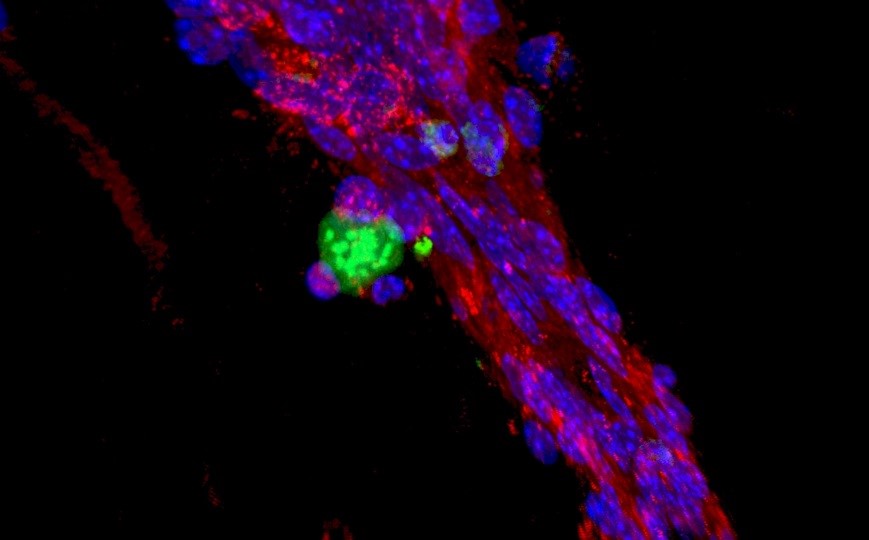 Mouse Haematopoietic Stem Cell niche 