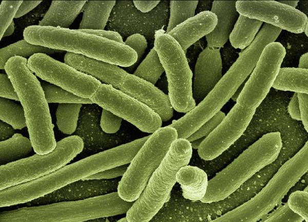 E-Coli Bacteria, Reengineering living systems, AIBN's Small Things Big Changes-uq