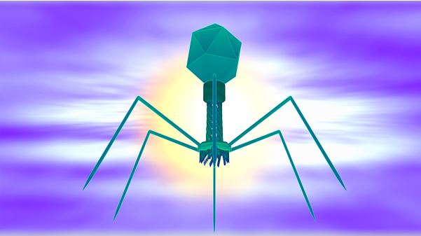 Phage, Using phages to fight superbugs, AIBN's Small Things Big Changes