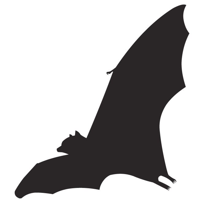 bat, taming ancient virus, AIBN's Small Things Big Changes