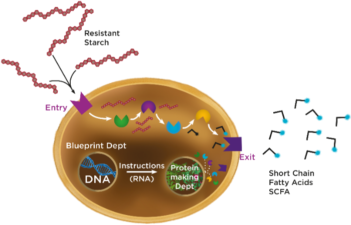 Cell modification, The littlest factories, AIBN's Small Things Big Changes