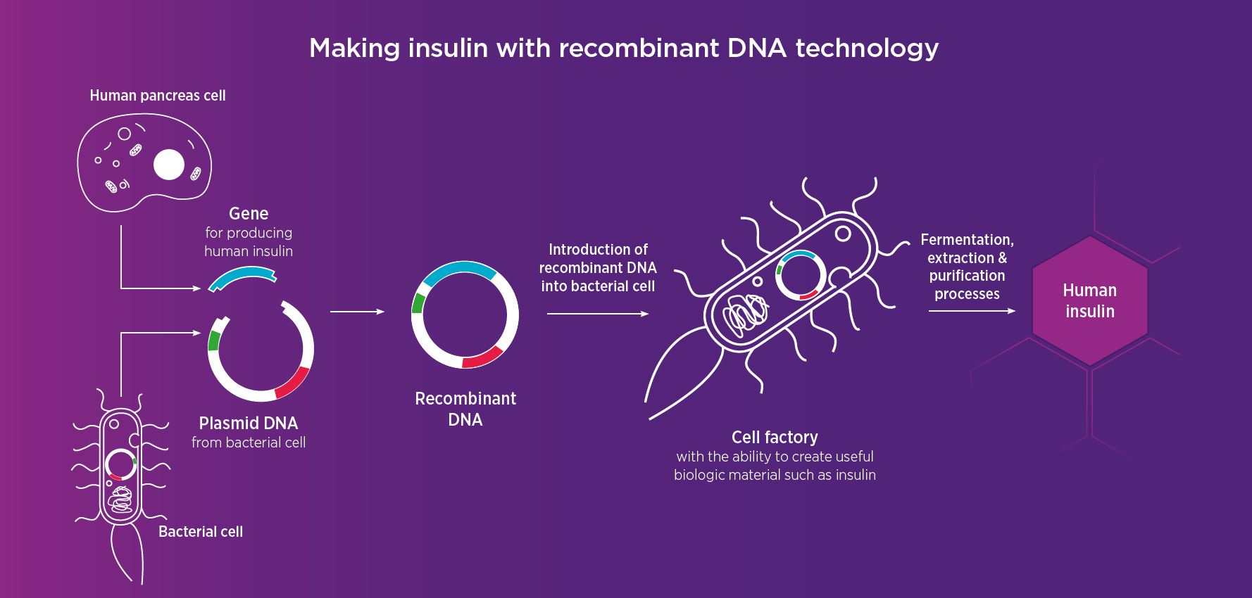 insulin, how medicines are made in cells, AIBN's Small Things Big Changes