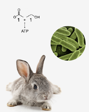 Rabbit, Acetogens to the rescue, AIBN's Small Things Big Changes