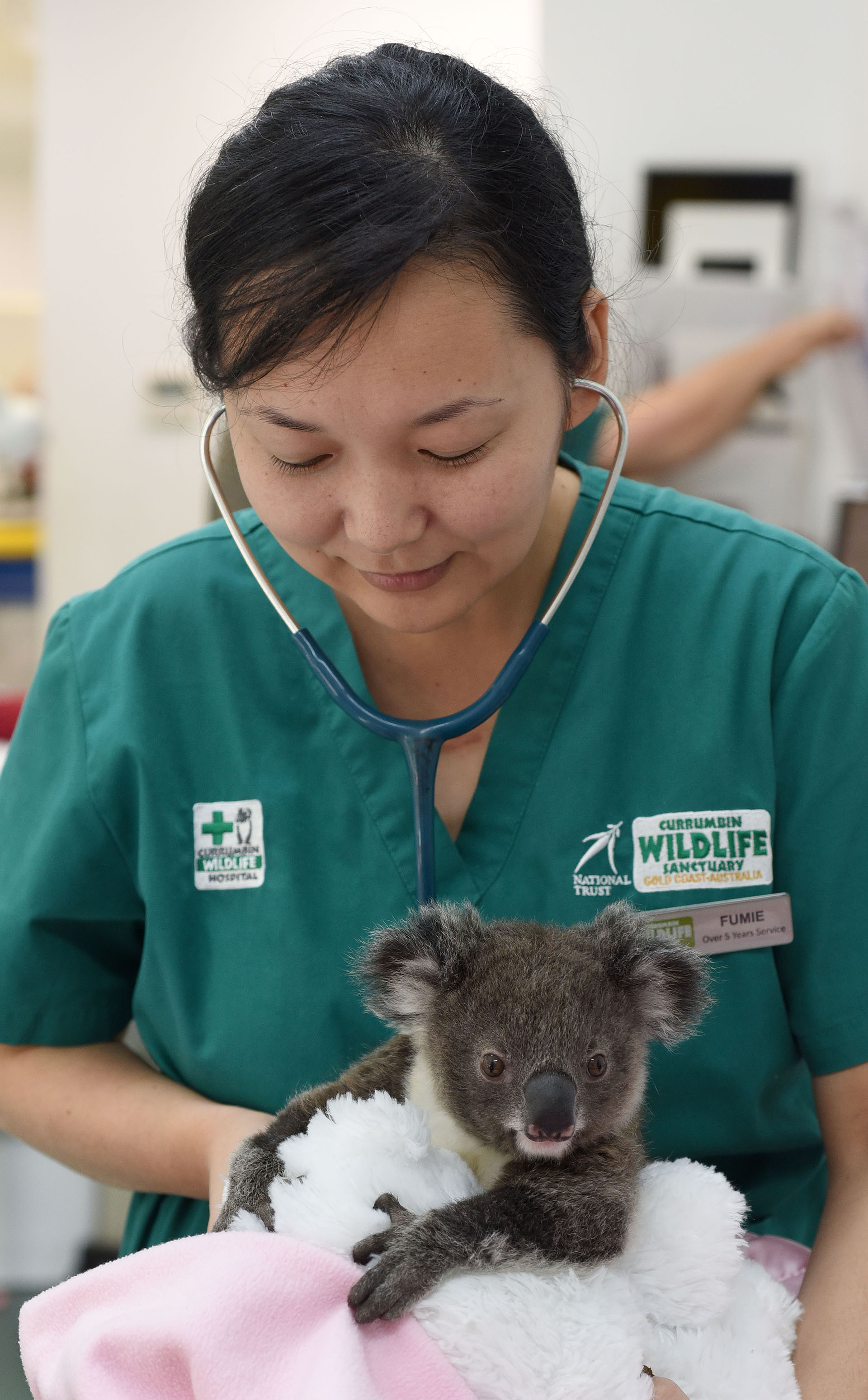Currumbin Wildlife Hospital Koala in Care