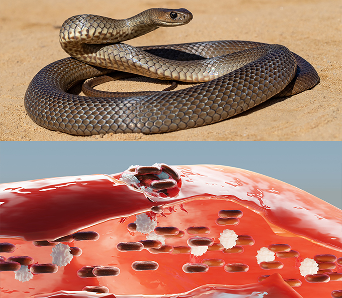 Deadly snakes could save life - Eastern Brown snake and wound healing