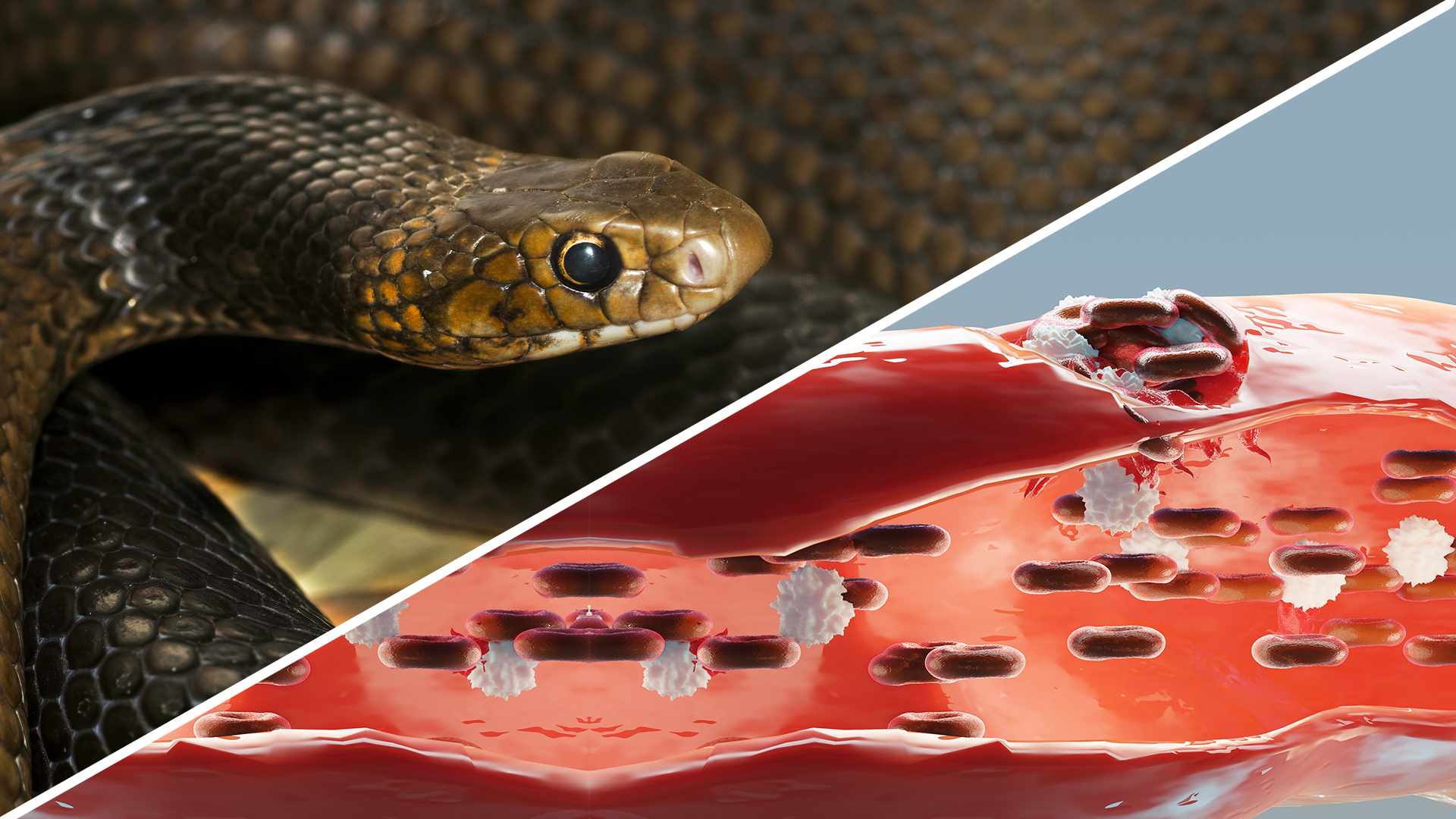 Deadly snakes could save your life! - Australian Institute for ...