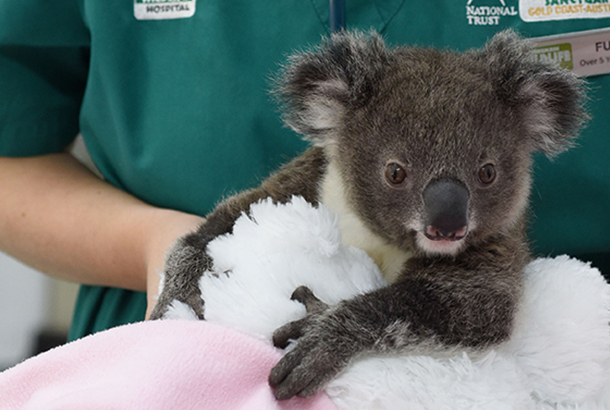 North v South battlelines in fight against koala disease - Australian  Institute for Bioengineering and Nanotechnology - University of Queensland