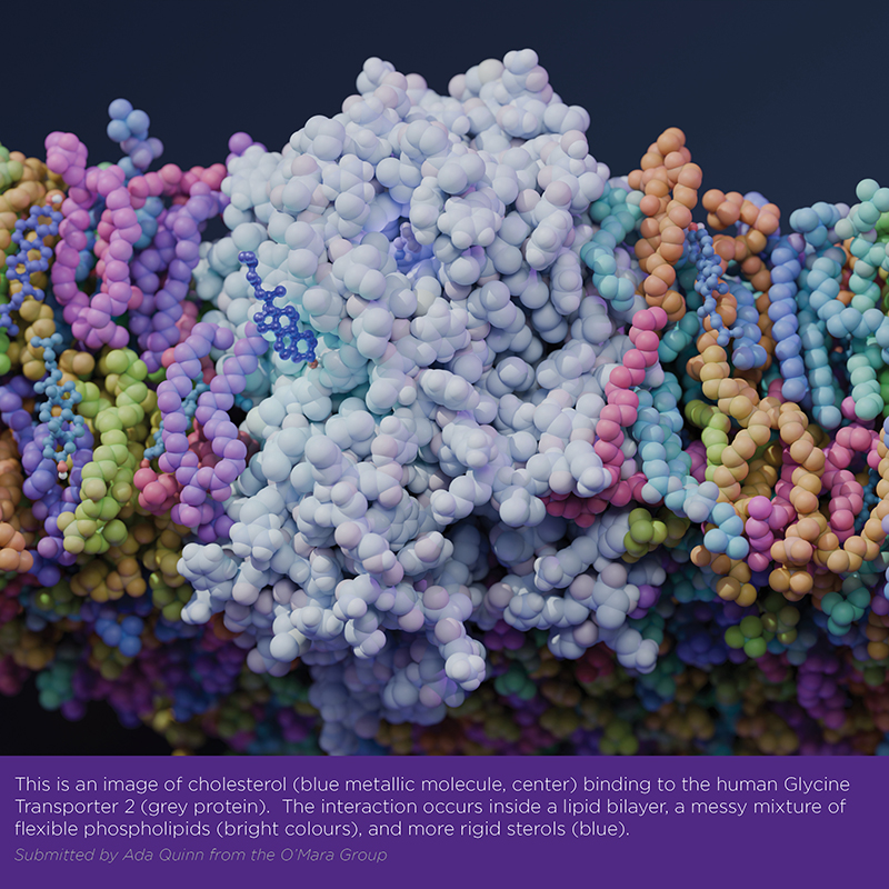 molecular dynamics simulation