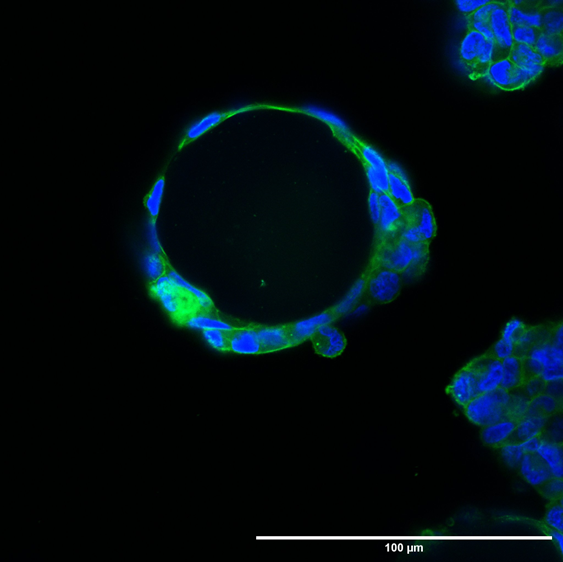 Making Waves in Regenerative Medicine