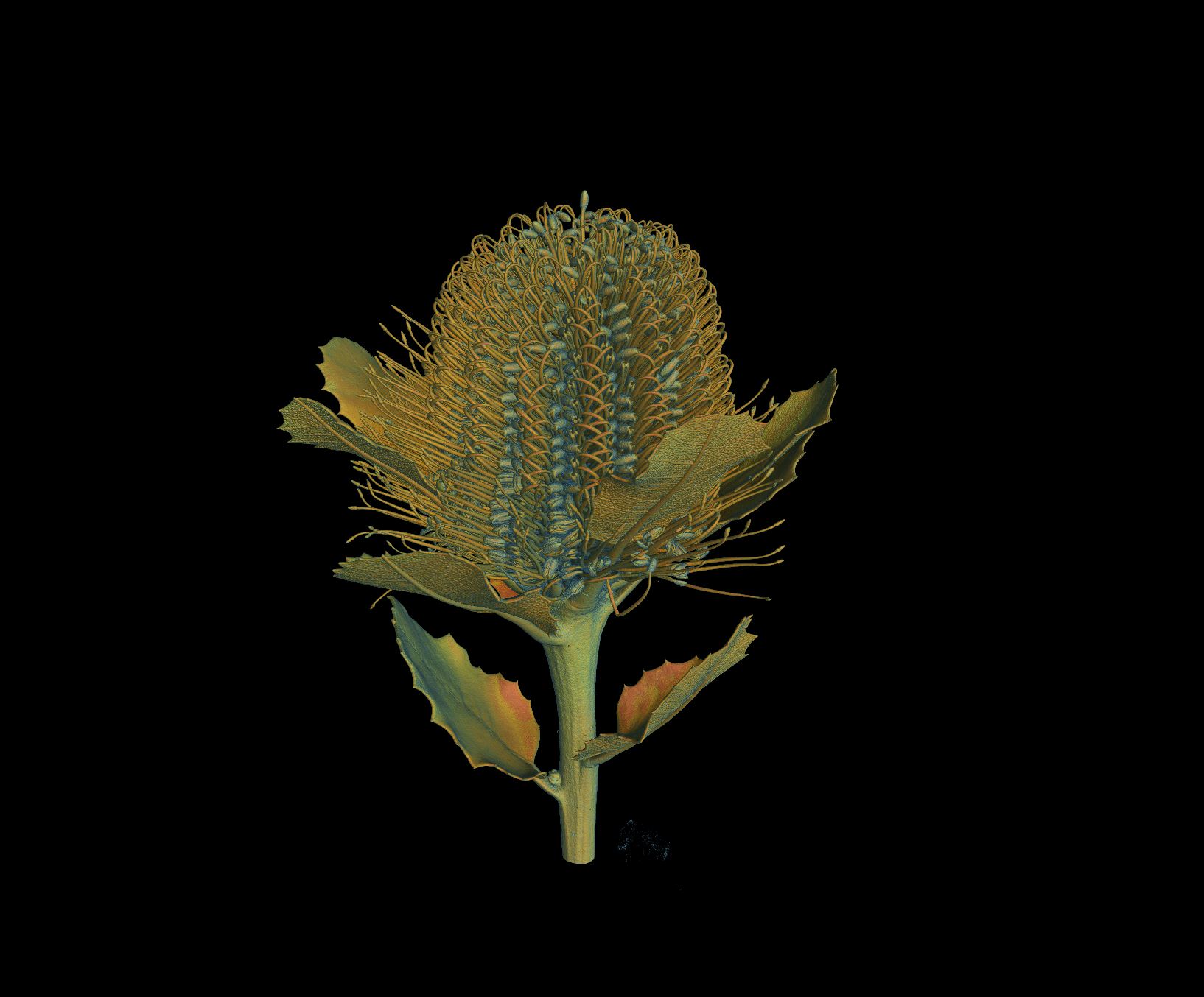 Banksia flower imaged in micro-CT scanner 