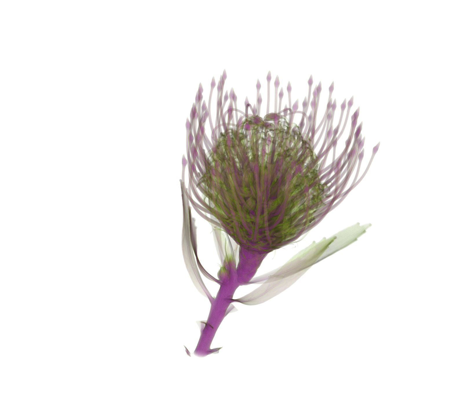 Grevillea flower imaged in the micro-CT scanner