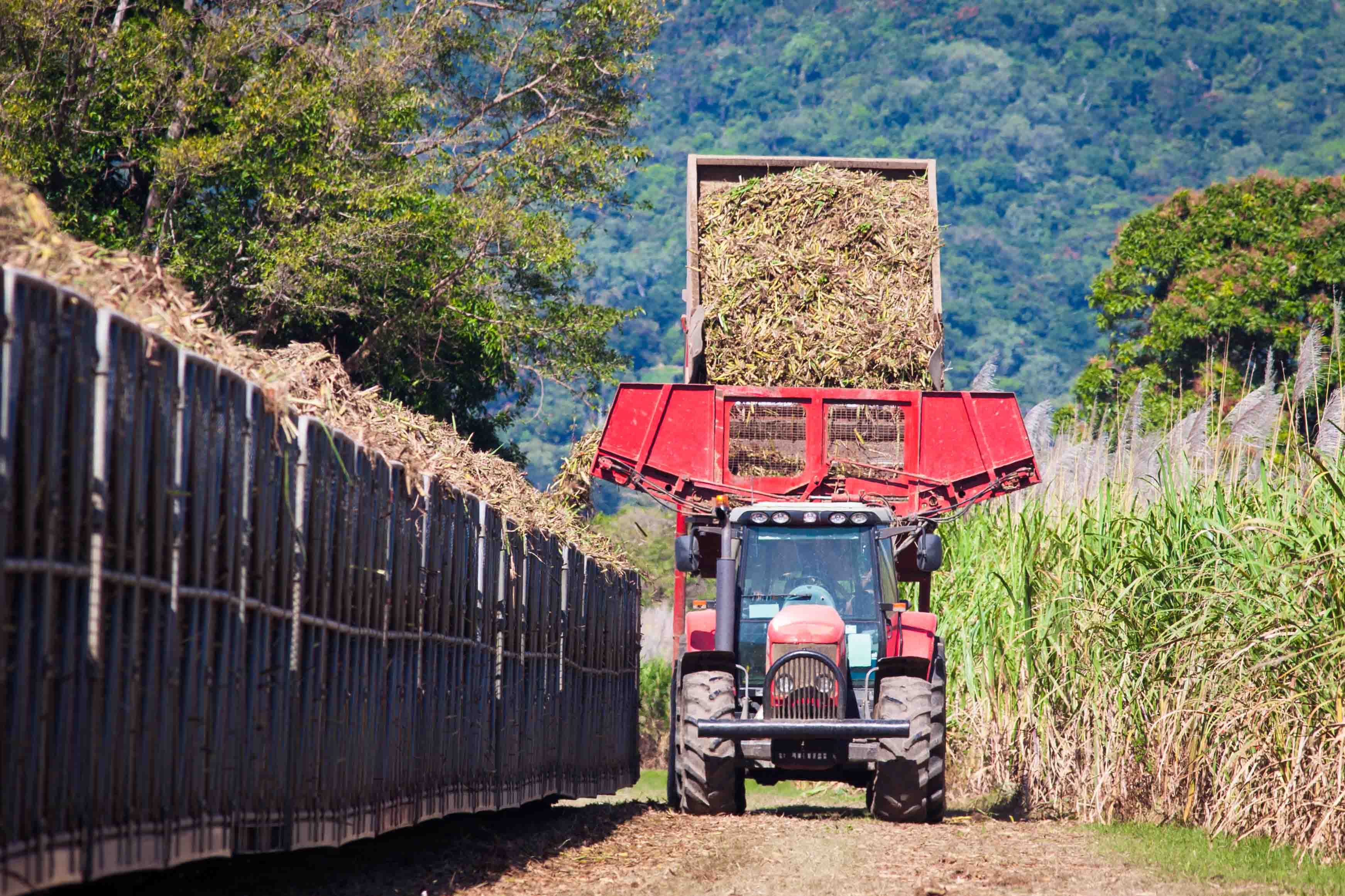 Tractor harvesting sugarcane