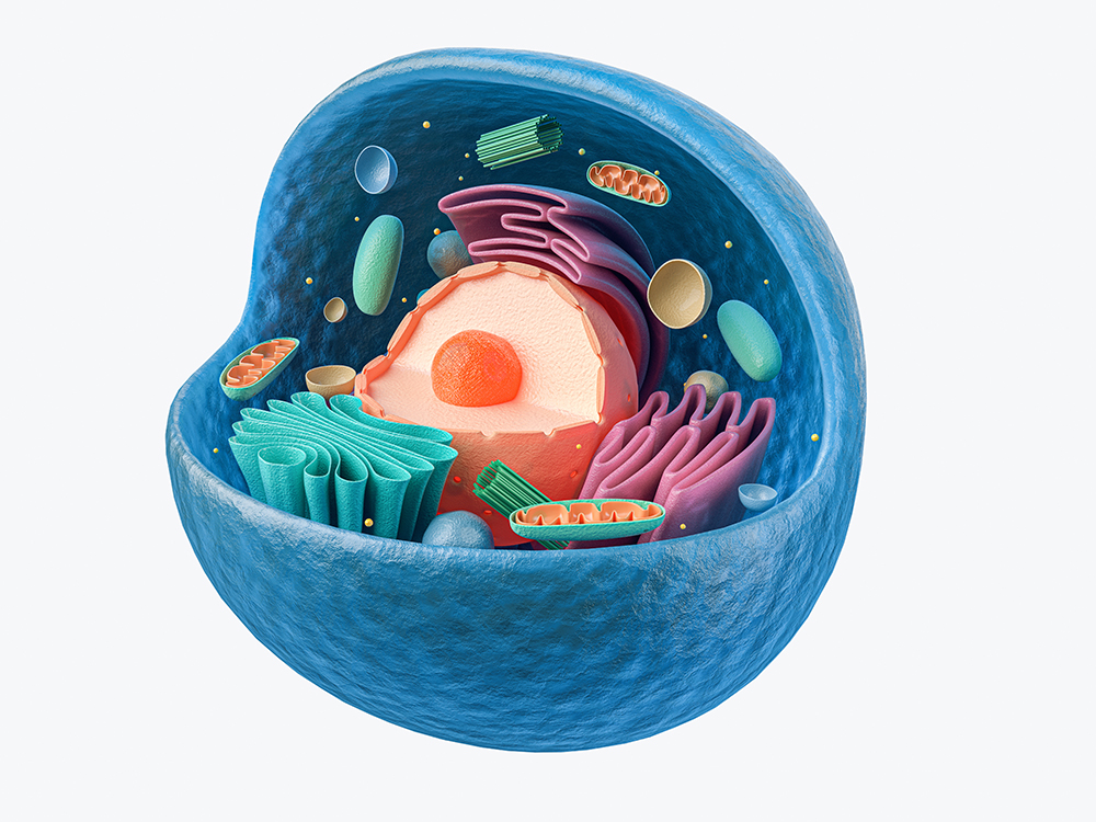 labelled diagram of animal cell