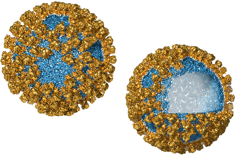 Virus-like nanoparticles (VNP) are made from structural proteins