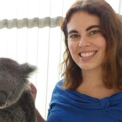 AIBN researcher Dr Michaela Blyton is exploring the information gaps around one of our most iconic species: the koala.