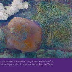Beauty of science unveiled through images
