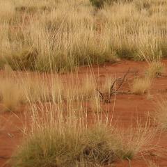 AIBN’s scientists have developed a method of extracting nanofibres from spinifex.