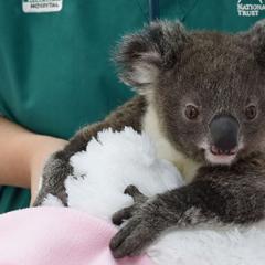 University of Queensland virologists are a step closer to understanding a mysterious AIDS-like virus that is impacting koala populations differently across state lines.