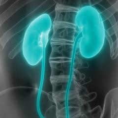 Growing Kidneys From Skin Cells: New Stem Cell Device to Speed Up Discoveries 