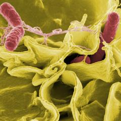 MND Gut Biome