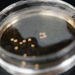 Studying tiny ‘live’ models of the human brain has helped researchers understand its ageing and find a key to potential treatments neurodegenerative diseases.