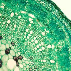 AIBN researchers have secured a major grant to position lignin as a key plank in the $15 billion market for sustainable rubbers, adhesives, and coatings. 