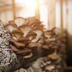 AIBN researchers and Queensland farmers are teaming up to design nanotechnology that repurposes agricultural waste into high-value soil products.  
