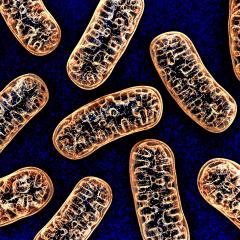 There’s about a one in a million chance that a baby will be born with Mitochondrial Neuro-Gastro-Intestinal Encephalomyopathy (MNGIE).