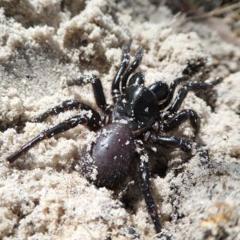 Researchers at the Australian Institute for Bioengineering and Nanotechnology (AIBN) are using synthetic brains and hearts to prove the effectiveness of epilepsy drugs made from spider venom.