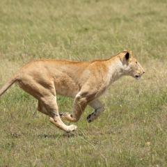 From Velcro to syringes, camouflage and aerodynamic trains, the animal kingdom has long inspired human invention.