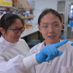 Associate Professor Shyuan Ngo from UQ’s Australian Institute for Bioengineering and Nanotechnology (AIBN) is exploring how messenger molecules - known as extracellular vesicles (EVs) – in our skeletal muscles influence the onset and progression of MND.  