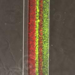 Microfluidic channel made of multilayered hydrogels 